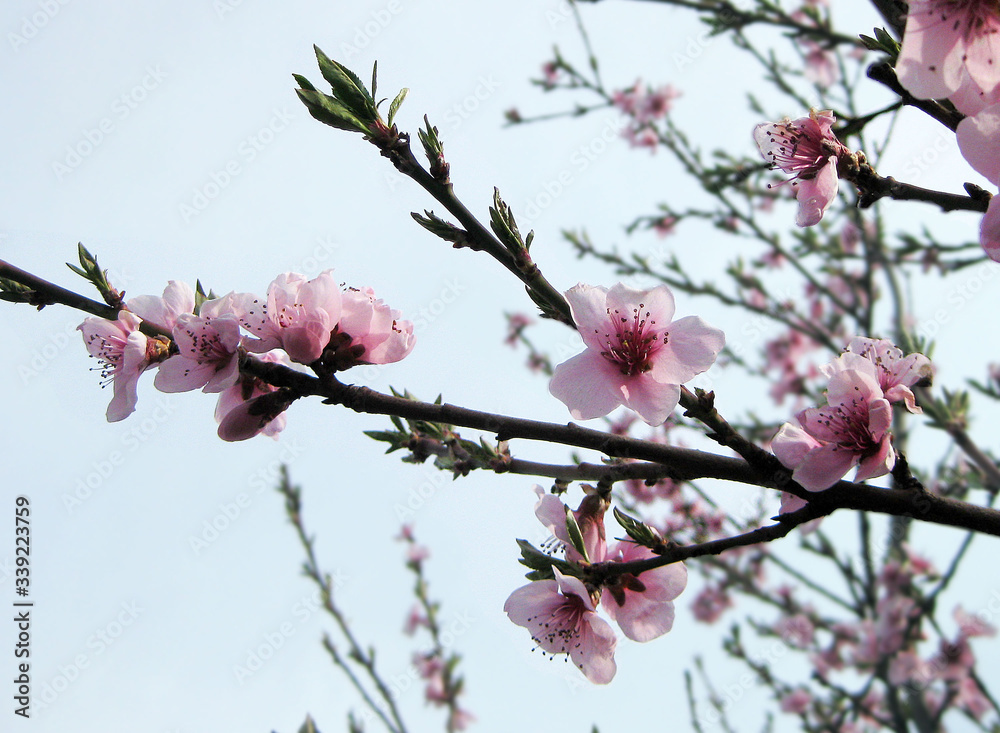 Photo depicting flowering branches. Peach blossoms in the garden. Photo depicting flowering branches. Peach blossoms in the garden.