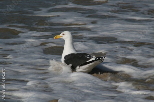 duck on the water