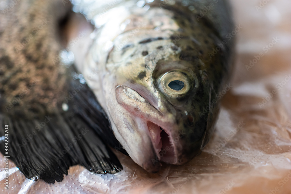 Rainbow trout head and eye close up macro shot on transparent foil set on wooden kitchen board Rainbow trout head and eye close up macro shot on transparent foil set on wooden kitchen board