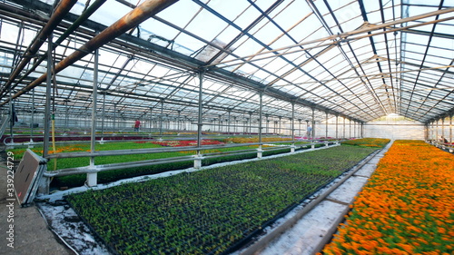 Massive glasshouse with various blooming flowers © SVTeam