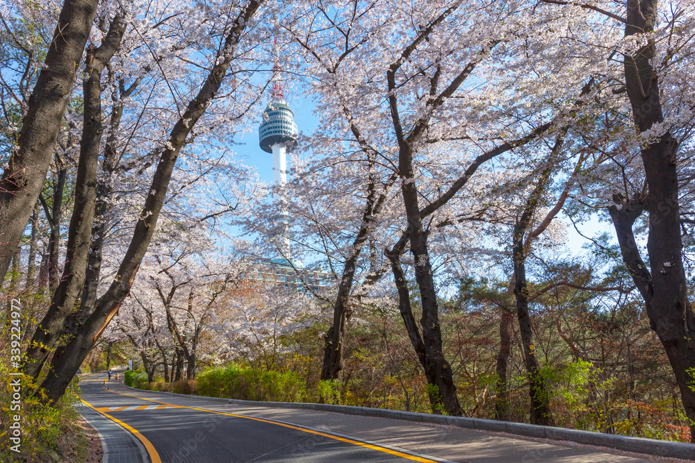 Spring Time and cherry blossom in Spring with Seoul Tower Seoul South Korea