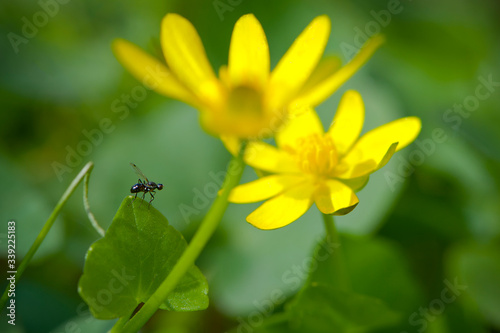 little fly sits on a leaf with yellow flowers on a green background