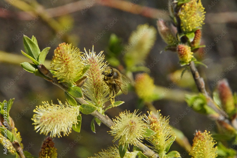Bee on the blossom of a catkin Bee on the blossom of a catkin