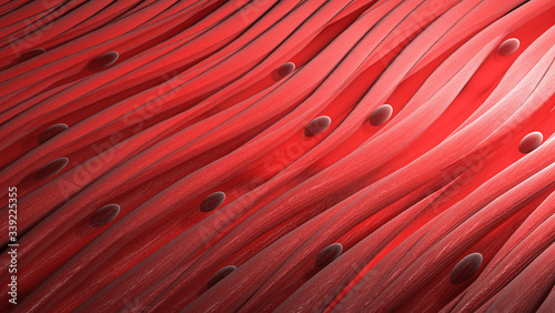 Smooth muscle cells tissue. Close-up 3d render photo