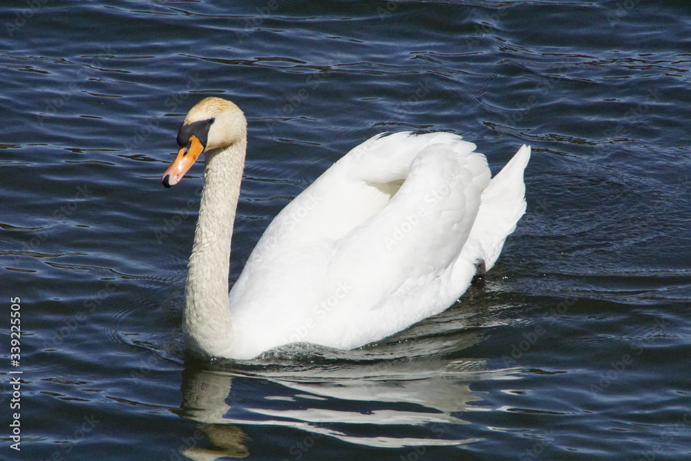 Stolzer Schwan auf einem See in Süd Deutschland im Sonnenlicht Stolzer Schwan auf einem See in Süd Deutschland im Sonnenlicht