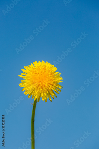 A yellow dandelion against a clear blue sky