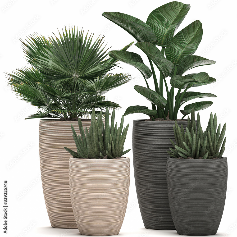 tropical plants in pots isolated on white background tropical plants in pots isolated on white background