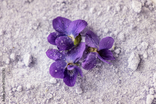 viola violet violetta odorata fresh petal sugar bath spa salts from spring blossom flowers 