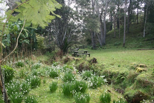 spring in the forest
