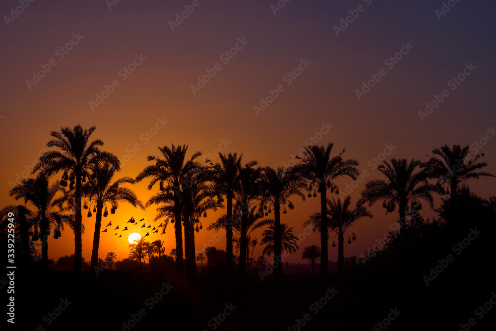 Sunset behind silhouette of coconut palm trees Sunset behind silhouette of coconut palm trees