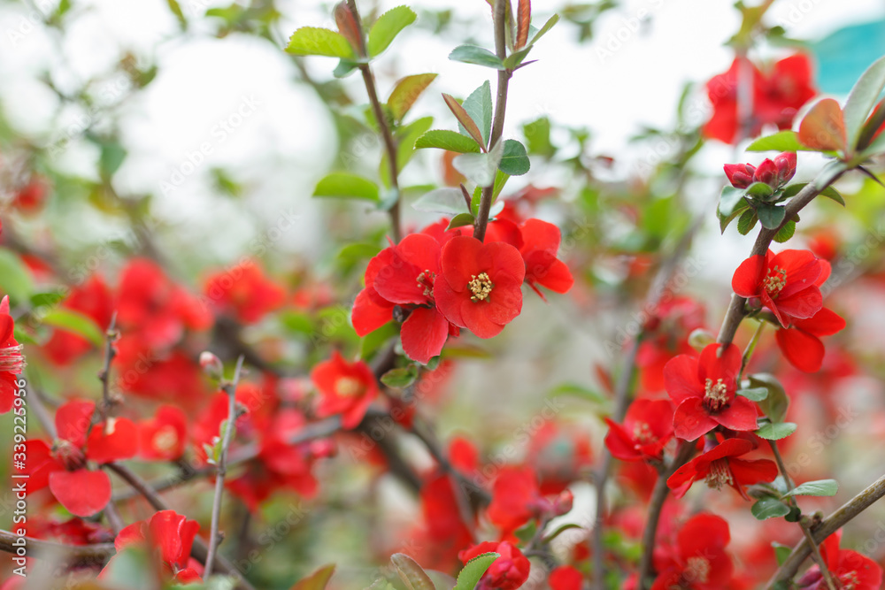 Japanese quince flowers, close - up