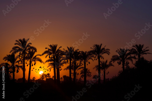 Sunset behind silhouette of coconut palm trees