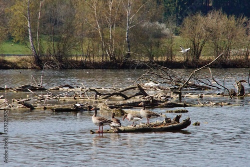 Group of goose on a lake 