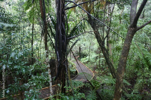 trees in the forest
