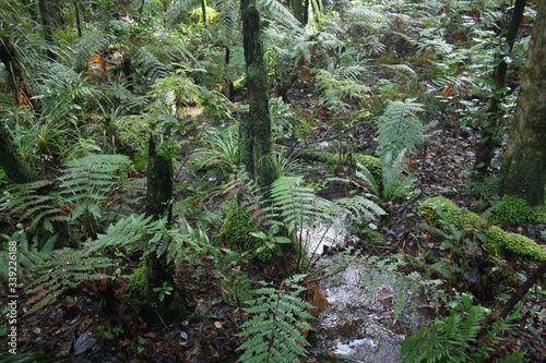 fern in the forest