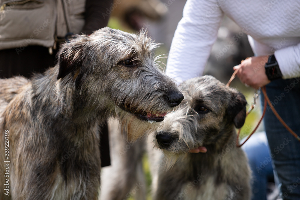 Irish wolfhounds outdoor on dog show at summer