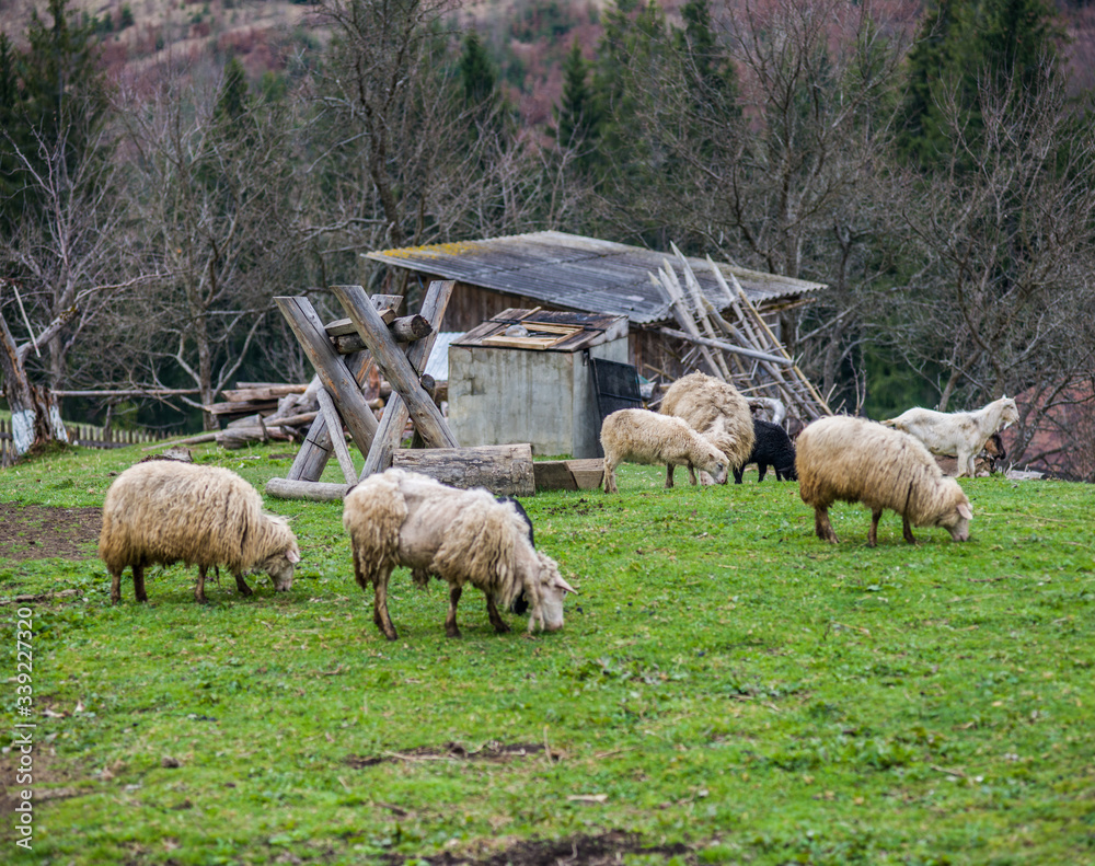 Fototapeta premium mountain goats and sheep and goats running through the greenery in the mountains