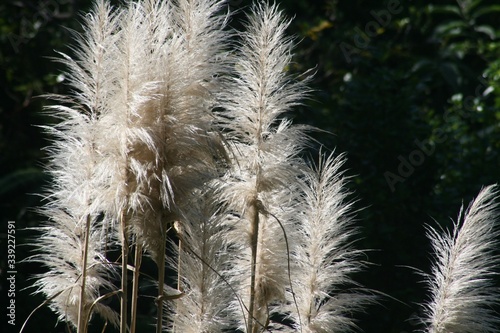 feather on black background