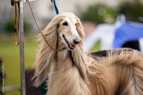 Afghan hound outdoor on dog show at summer