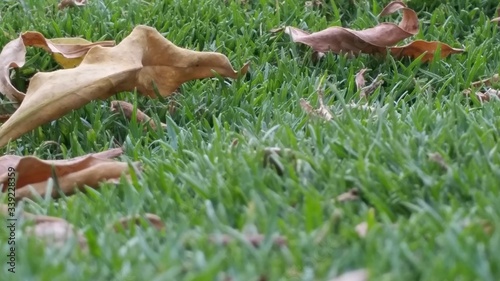 squirrel on grass © Adeel