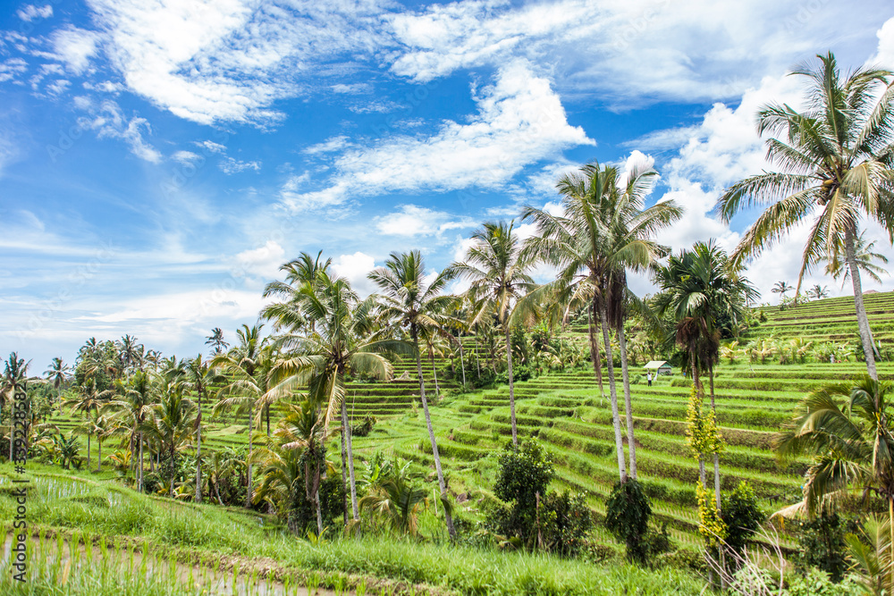 Fabulously colorful rice fields - Terraces - Bali - Indonesia Mount Batukaru in the background