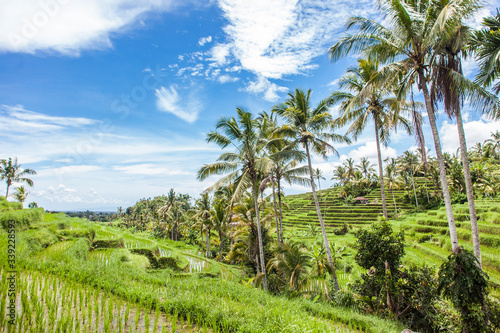 Fabulously colorful rice fields - Terraces - Bali - Indonesia