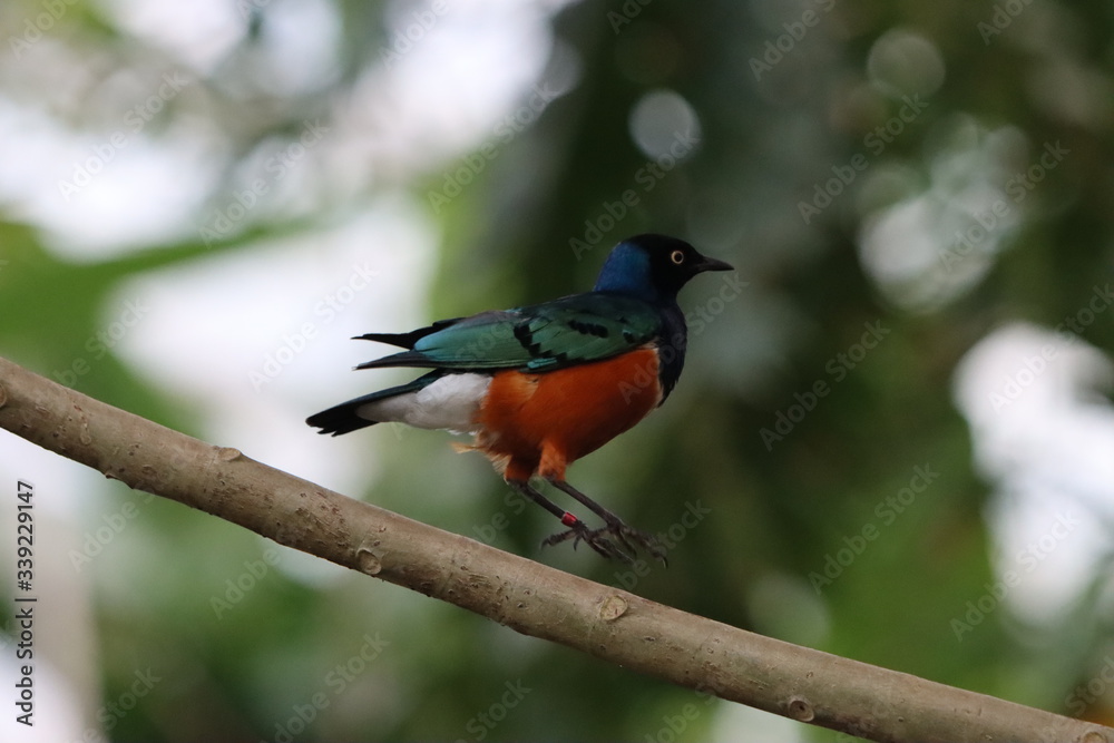 Three-Colored Starling bird of paradise in Wildlands nature park, occurs in East Africa jumping on a twig Three-Colored Starling bird of paradise in Wildlands nature park, occurs in East Africa jumping on a twig