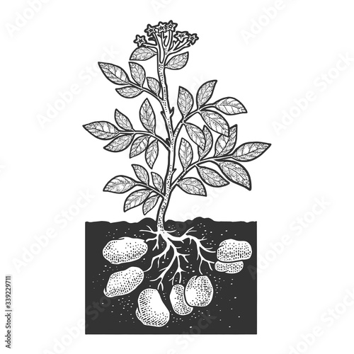 Potato plant root vegetable sketch engraving vector illustration. T-shirt apparel print design. Scratch board imitation. Black and white hand drawn image.
