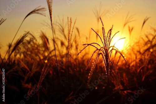 Long yellow grass silhouette captured during sunset