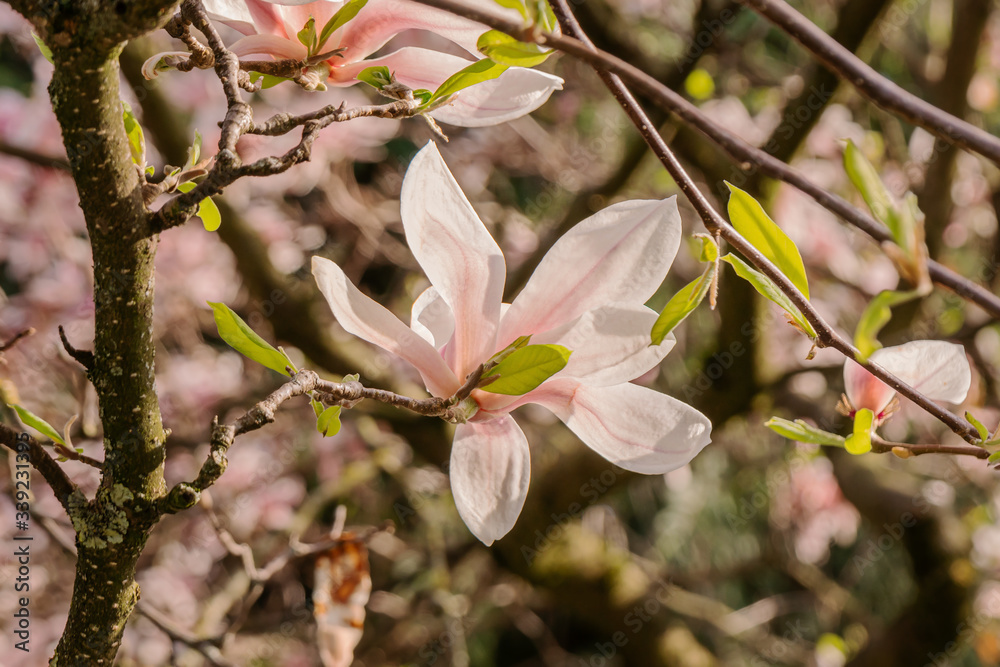Obraz premium Zweige mit Magnolienblüten im Frühling