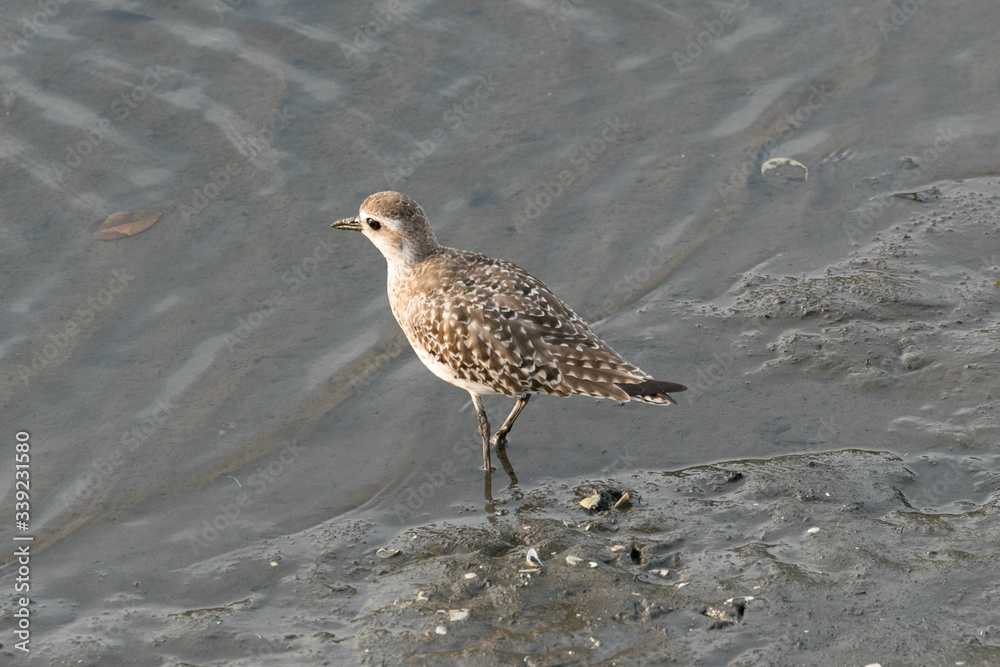 Obraz premium 干潟の野鳥 千葉県習志野市 日本