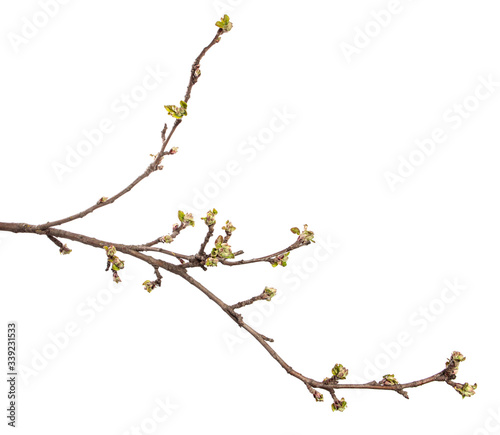 Apple tree branch on an isolated white background. Fruit tree sprout with leaves isolate.