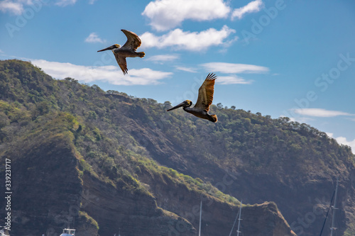 two brown pelicans fly high in the blue sky over the Pacific Ocean on the Nicaraguan coast