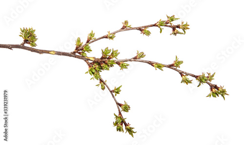 Cherry tree branch on an isolated white background. Fruit tree sprout with leaves isolate.