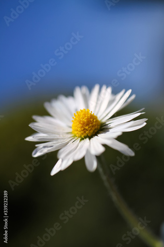 Macro close up of white daisy (bellis perennis) flowerhead against blue sky (Focus on yellow pollen)