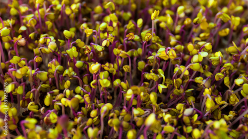 Indoor gardening. Cute young microgreens plants with leaves in grow light close up selective focus