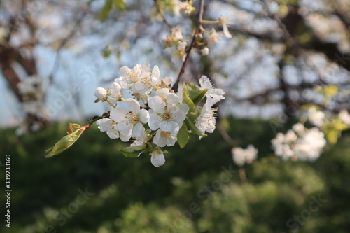 cherry tree blossom