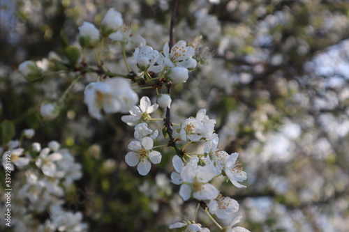 cherry tree blossom