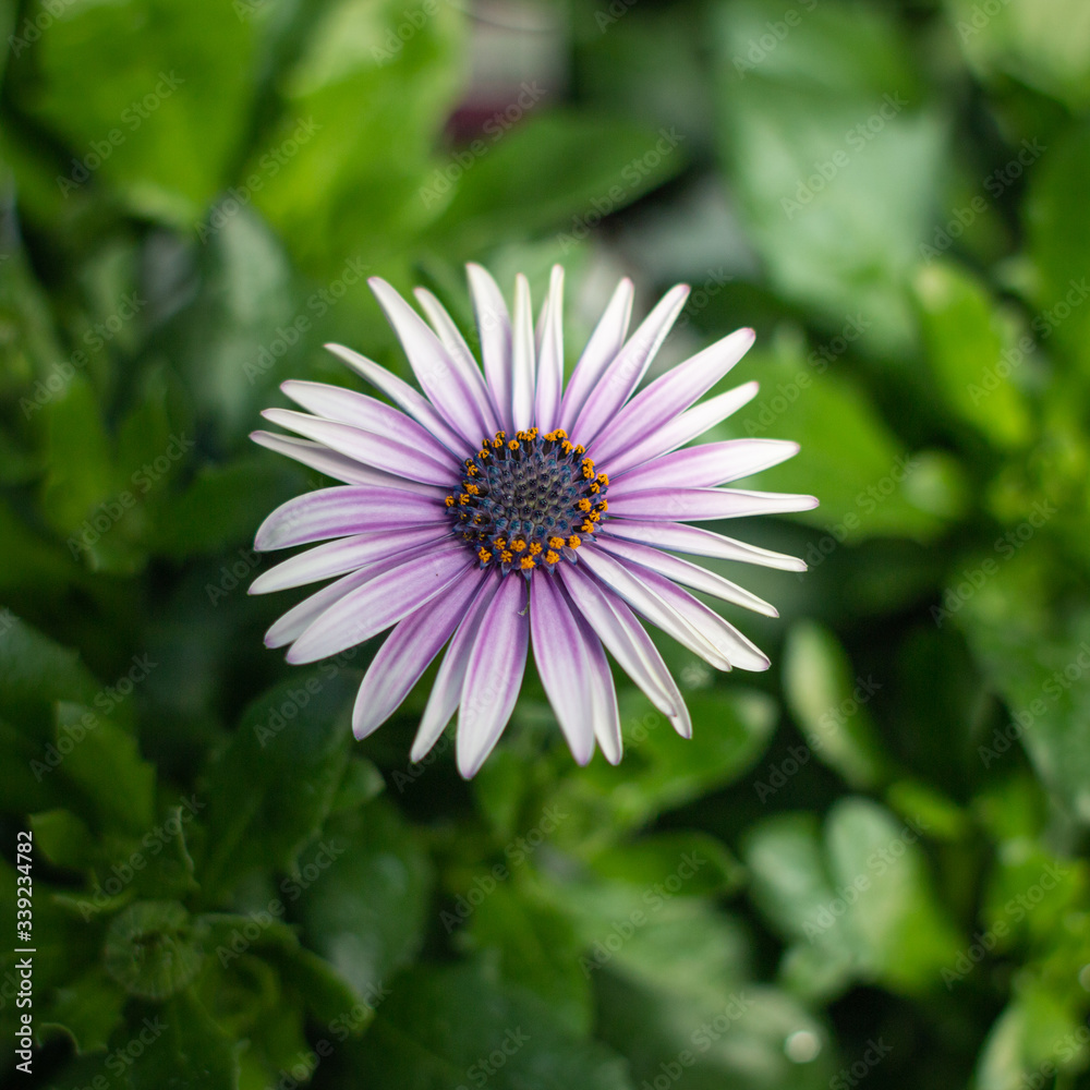 Fototapeta premium Purple & White Flowers
