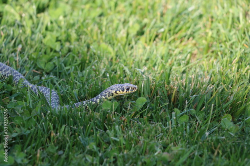 Obraz na plátne Snake in grass crawling