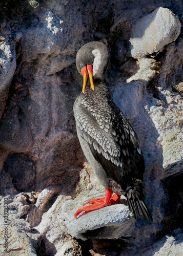 Red-legged cormorant red footed booby photo