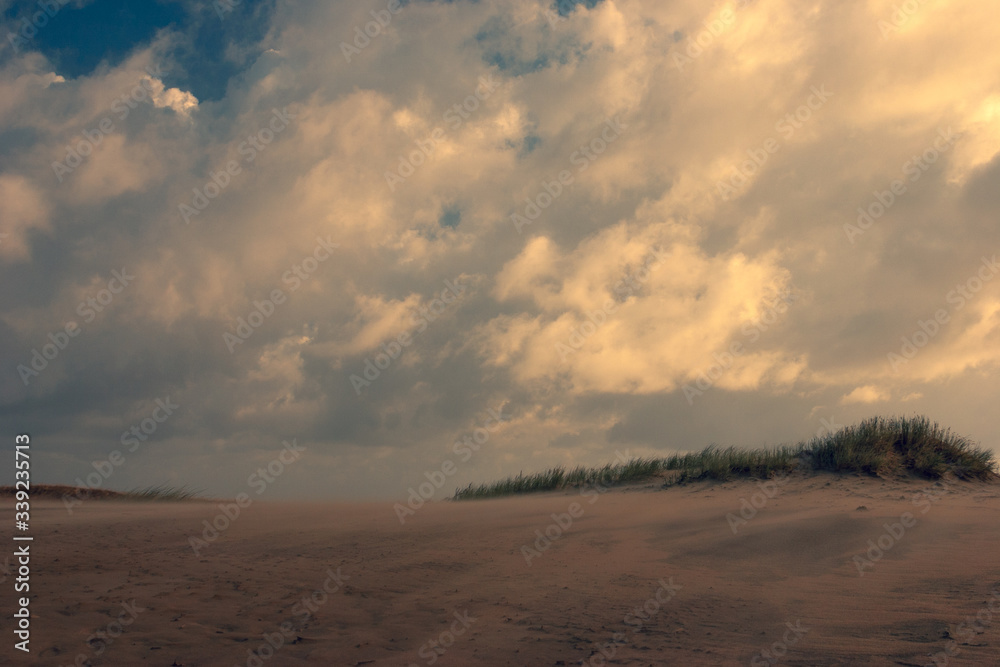 Fototapeta premium Wind in the sand dunes in the evening