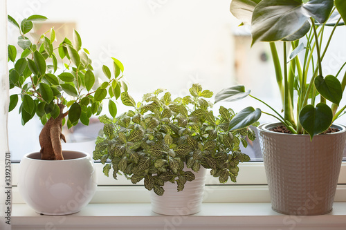 green houseplants fittonia, monstera and ficus microcarpa ginseng in white flowerpots on window photo