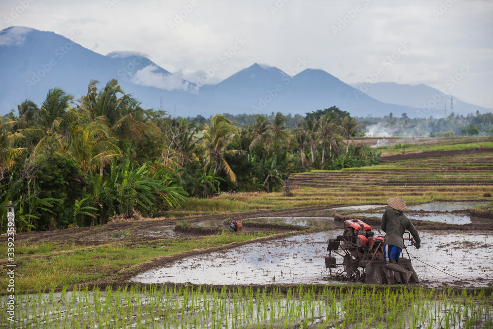 Man prepares a field for rice - Bali - Indonesia - Mount Batukaru