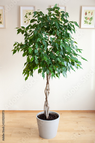 ficus benjamina large green houseplant with long braided stem