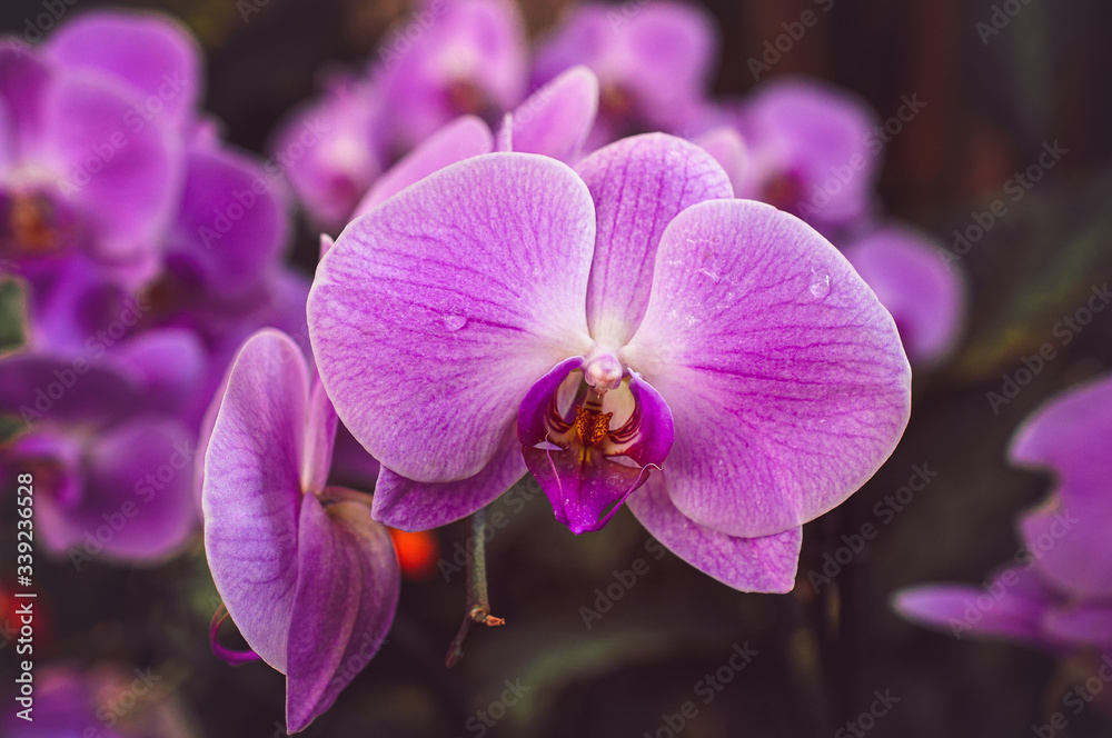 Obraz premium Flowers of a pink orchid. Plant