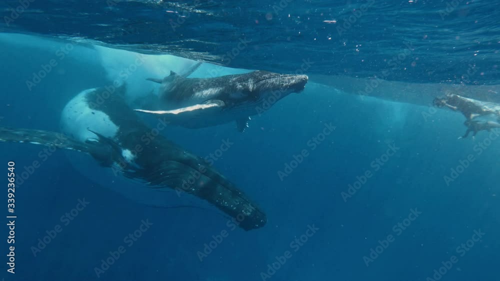 Man and Whale. The rarest exclusive shot as a two freediver photographers meets humpback whales face to face. filmed on a Tonga scientific expedition. Underwater videographer or photographer at work. Man and Whale. The rarest exclusive shot as a two freediver photographers meets humpback whales face to face. filmed on a Tonga scientific expedition. Underwater videographer or photographer at work.