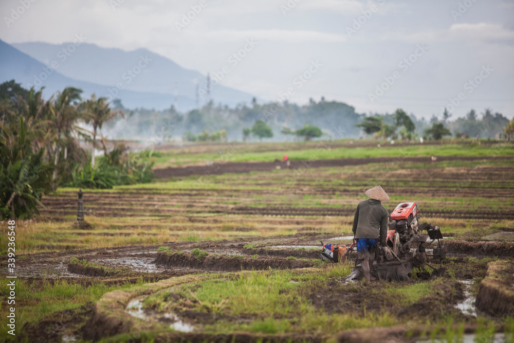 Man prepares a field for rice - Bali - Indonesia - Mount Batukaru Man prepares a field for rice - Bali - Indonesia - Mount Batukaru