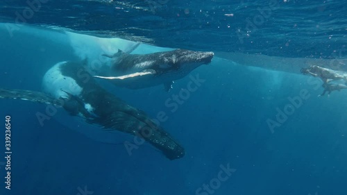Man and Whale. The rarest exclusive shot as a two freediver photographers meets humpback whales face to face. filmed on a Tonga scientific expedition. Underwater videographer or photographer at work. photo