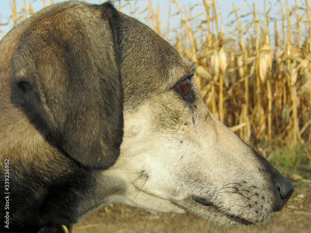Fototapeta premium Close-up of an Arab Greyhound